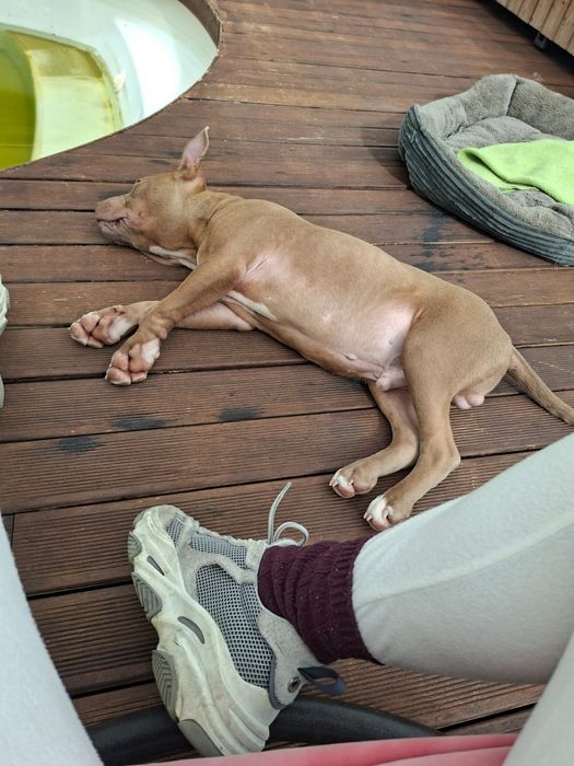 American Bully para adoção