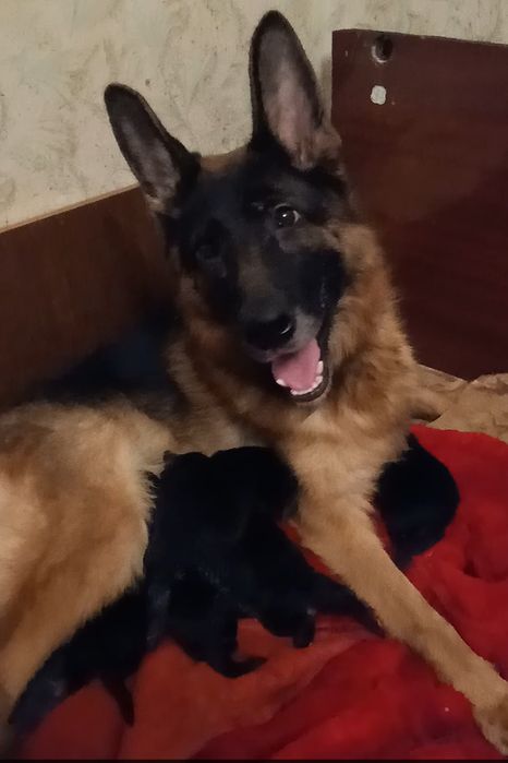 Питомник н/о щенки для охраны!