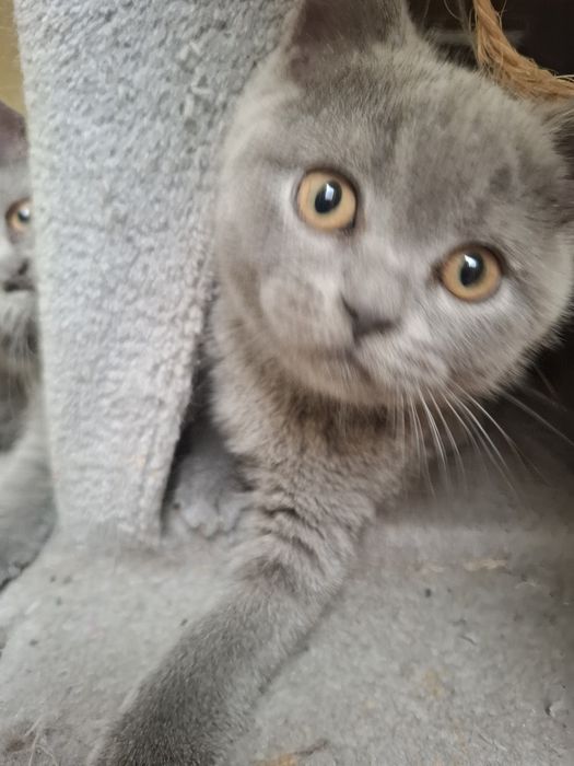 Kocurek brytyjski niebieski