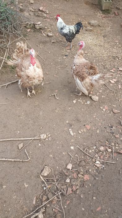 Perus novos com 5 meses