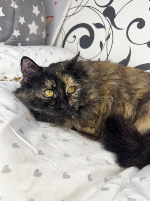 Моно шукає родину (тільки у квартиру без вигулу)