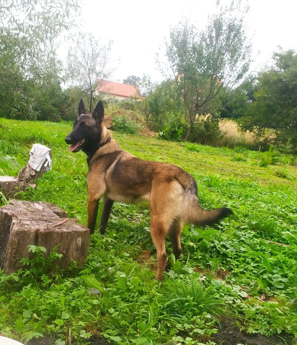 Малінуа Бельгійська вівчарка КСУ