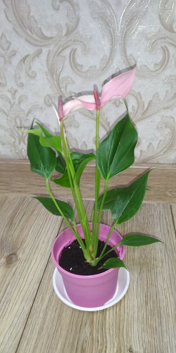 Антуріум Лілі+інші сорти.