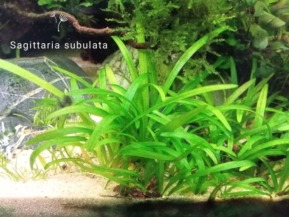 Plantas para aquário e ou lago. Enterrar, flutuantes ou prender