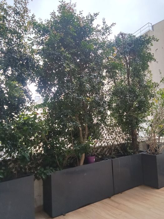 Limpeza de jardins e terrenos - Jardineiro .