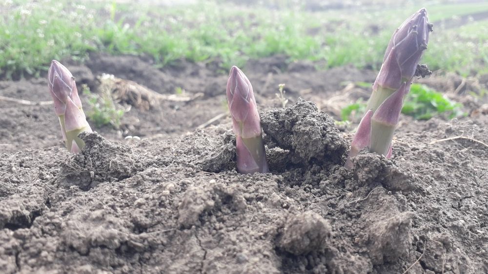 Спаржа (Asparagus)