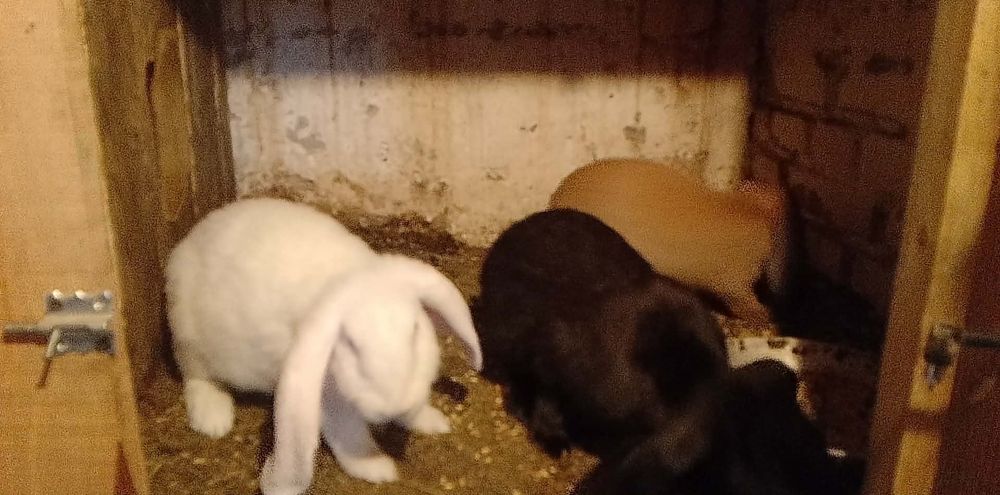 Kroliki barany francuskie