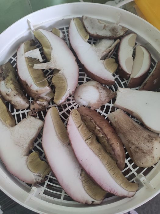 Білі сушені гриби 2025