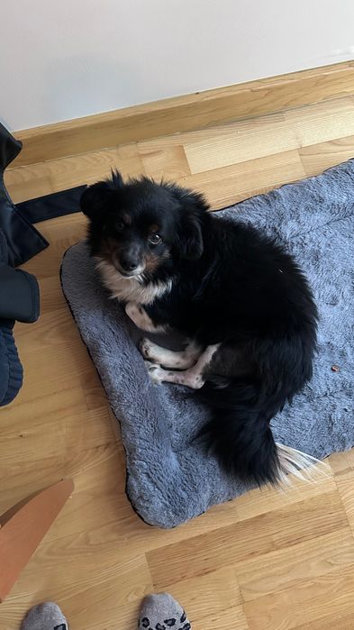 Piesek szuka kochającego domku