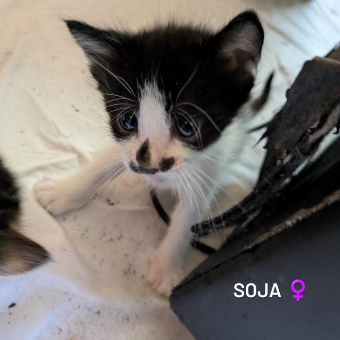 Gatinhos para Adopção Responsável