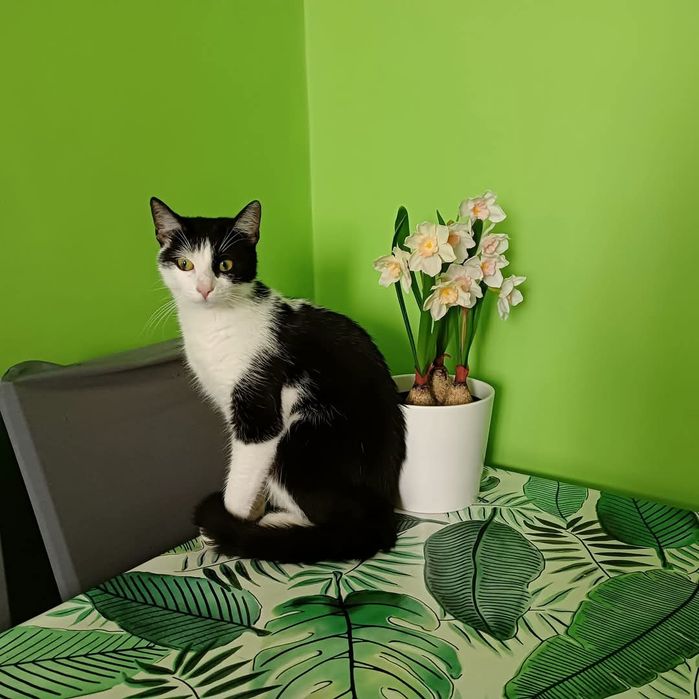 Fela Szuka domu.