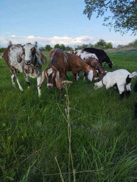 Продам кози. Срочно!