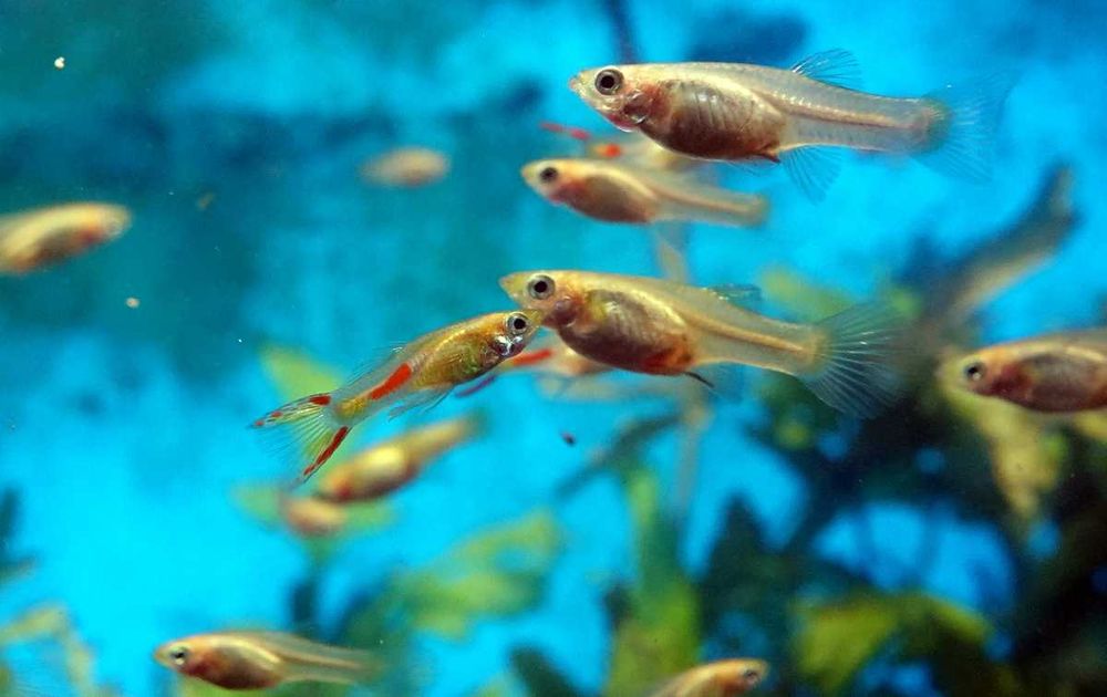 Piękne rasowe Gupiki Endlera Gold (Złote) mały harem 1+2 wysyłka