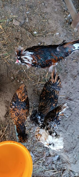 Czubatki duże 3+1 trójbarwny złote stado