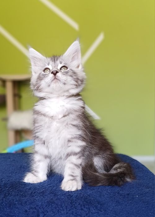 Maine Coon kotka ns22