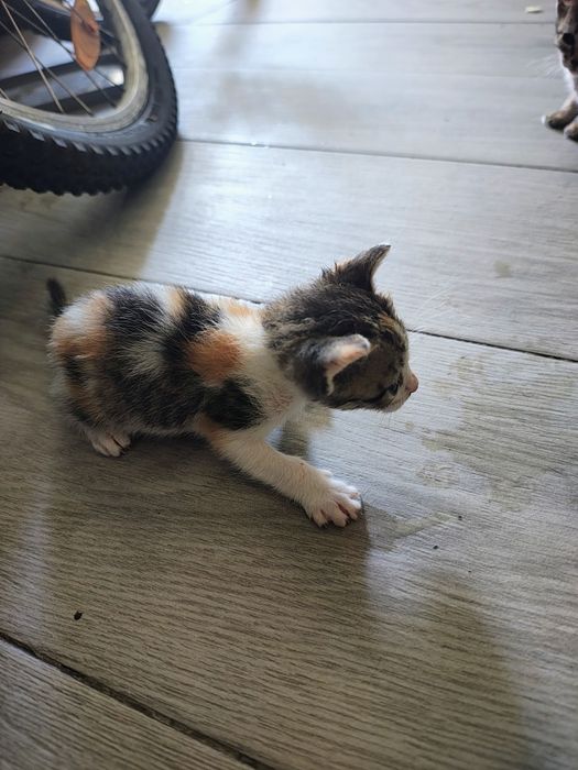 Gatinhos recém nascido