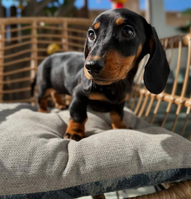 Чорнопідпалі хлопчики.