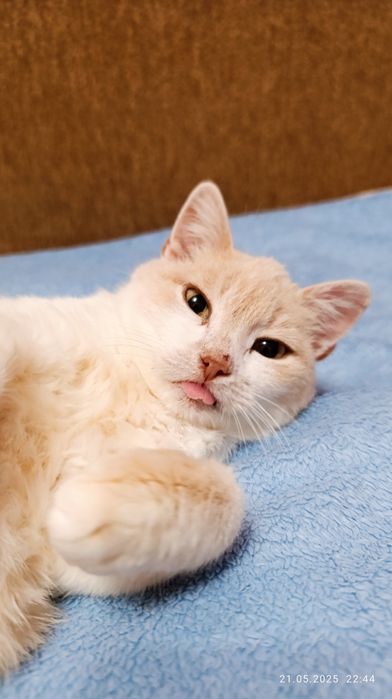 Кішка, кошка, котик, кошечка