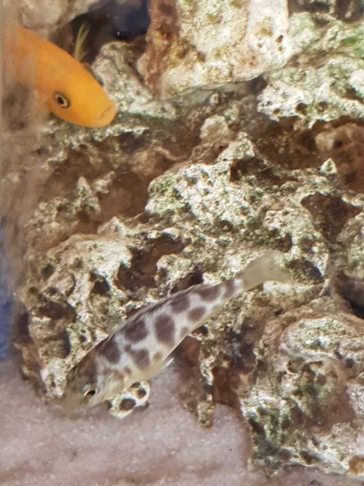 Pyszczak plamisty, pyszczaki Livingstona, Nimbochromis livingstonii