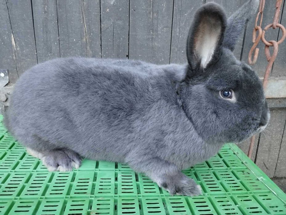 Samice wiedeńskie niebieskie