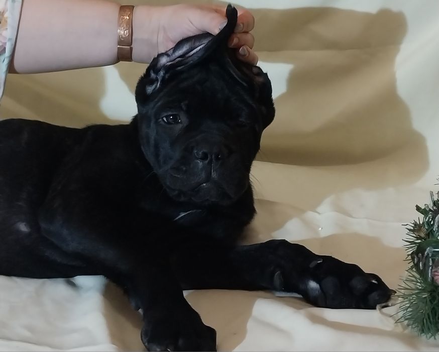 Хлопчик Кане Корсо!