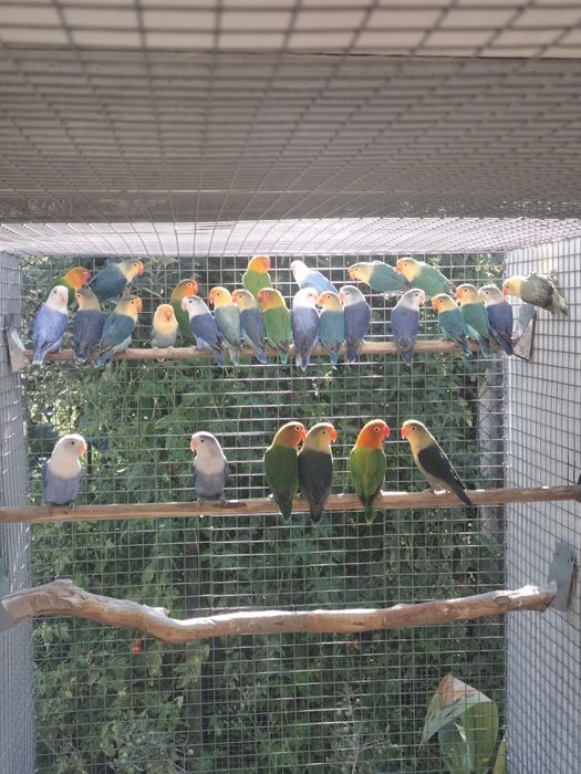 Agapornis Fischeris