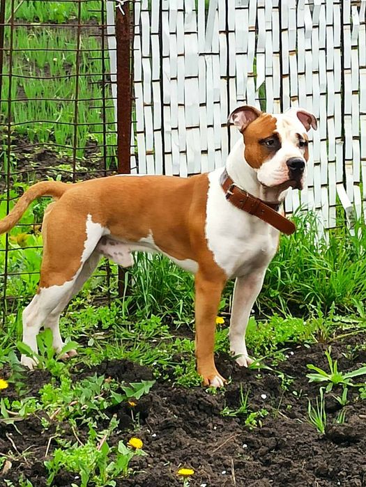 Вязка Амстафтерьер