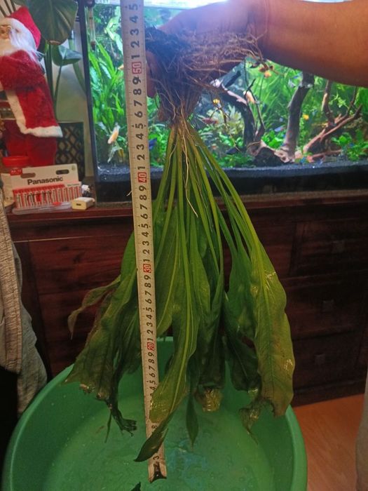 Żabienica do dużego akwarium