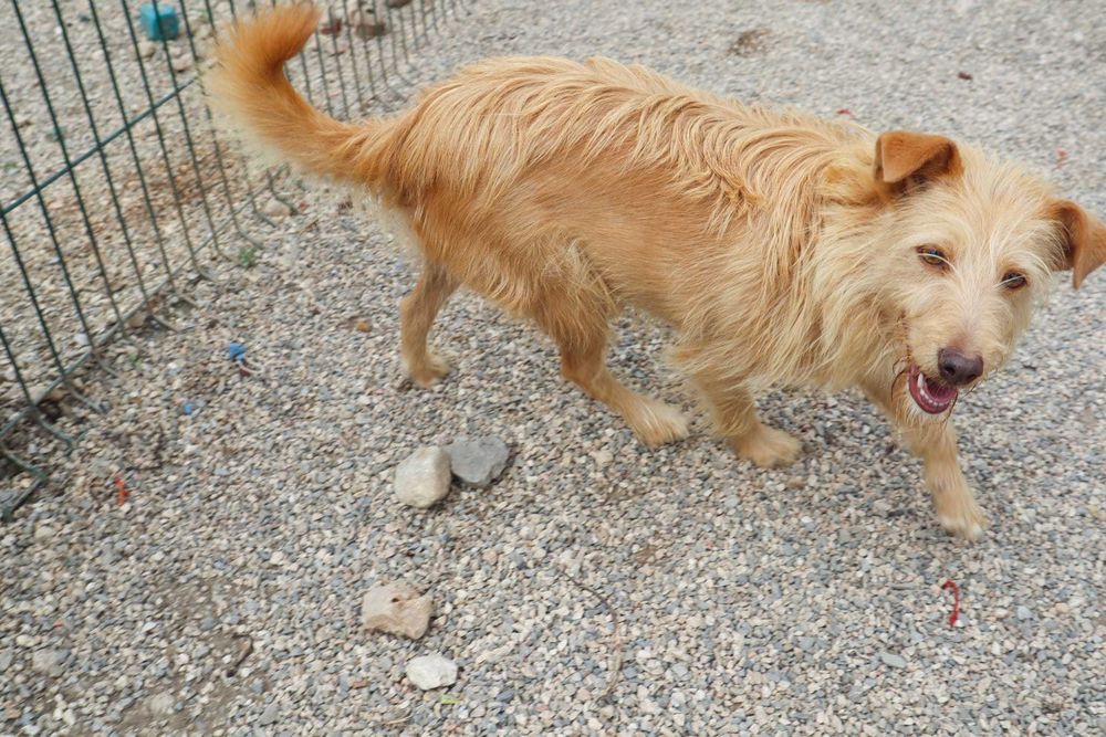 Mel - Cadela média-pequeno para adoção