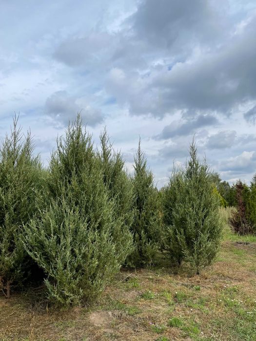 Duże tuje Szmaragd 270cm. Tuje na żywopłot