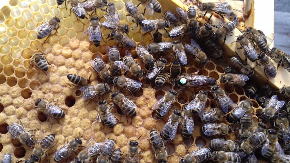 Odkłady pszczele 5 ramkowe wielkopolskie