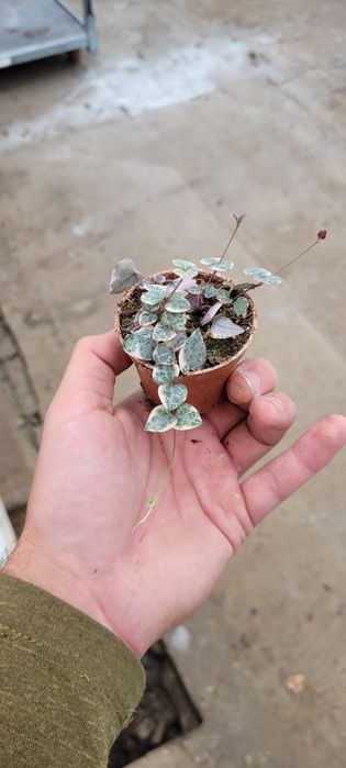 Ceropegia woodii variegata w doniczce 6 cm – urokliwa serduszkowa,