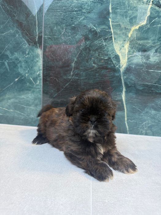 Szczenię shih tzu wyjątkowe czekoladowe już do odbioru