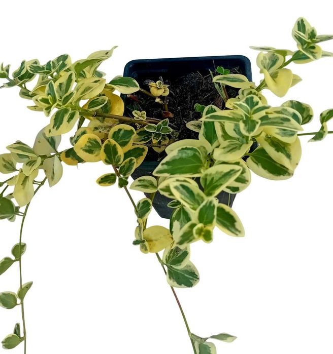 Plantas de Vinca Maior variegada ou nao variegada