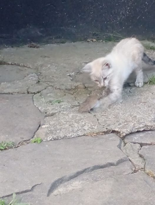 Кошеня . 2 місяці. Спритне,ловить мишей