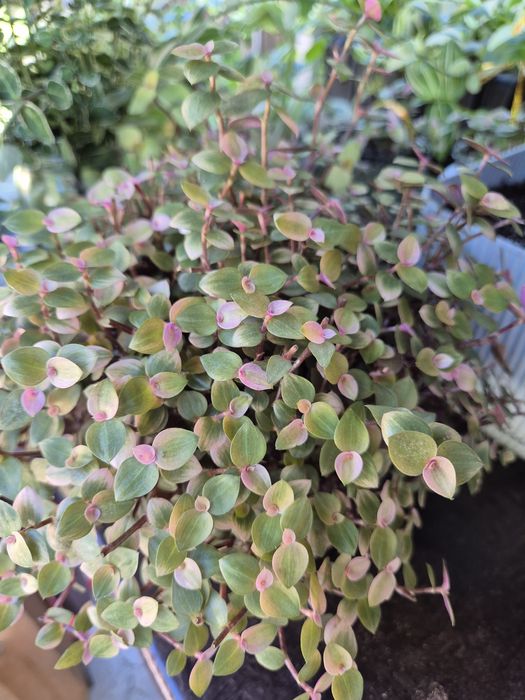 Колізія рожева, традисканція