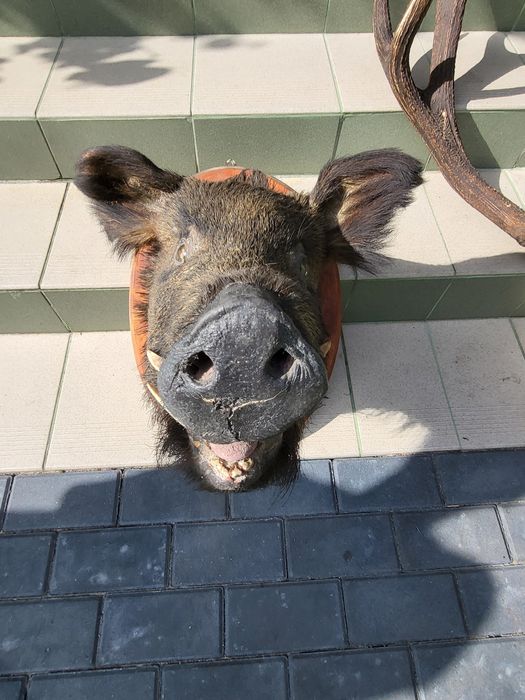 Sprzedam spreparowany korpus  dzika