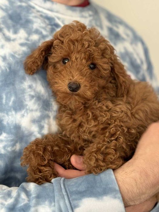 Toy Caniche Macho Menino Disponível