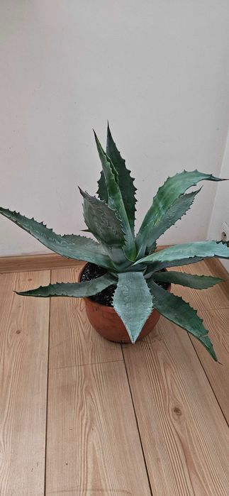 Agawa amerykańska / agave americana Blue ok. 55–60 cm