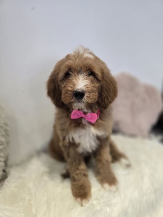 Goldendoodle f1 standard