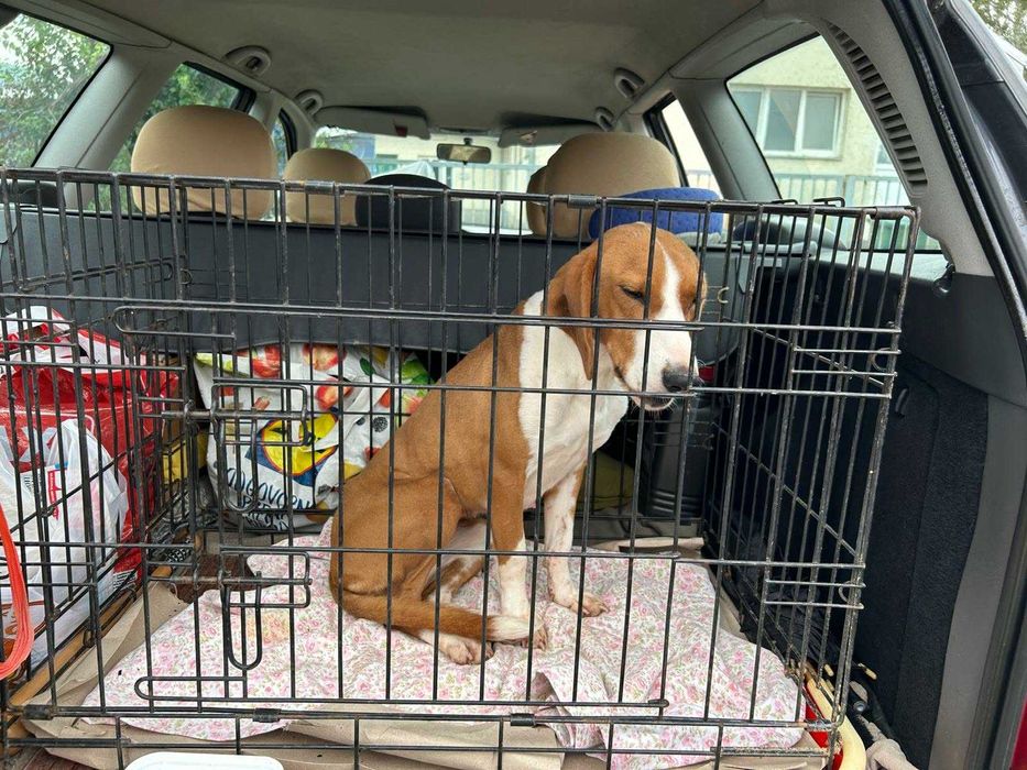 Gończy chorwacki do adopcji