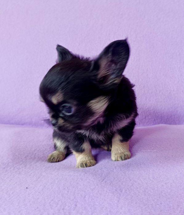 Chihuahua długowłosa sunia