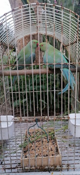 RINGNECKS machos 2025 | linha de qualidade