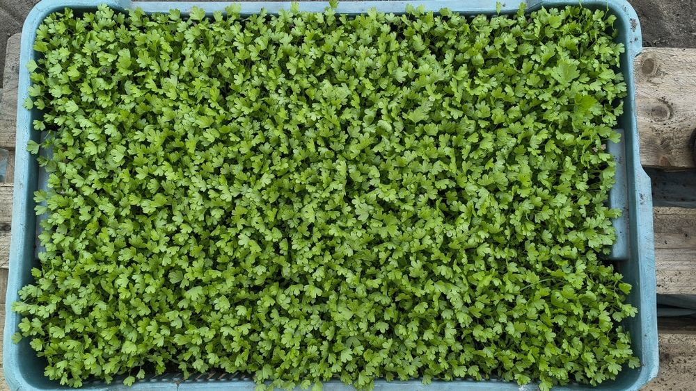 Sadzonka selera Talar