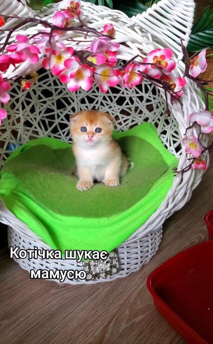 Ласкаві малючки. Кошенята золота шиншила.