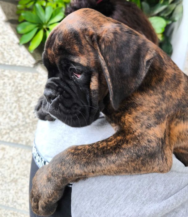 Disponível Macho Boxer