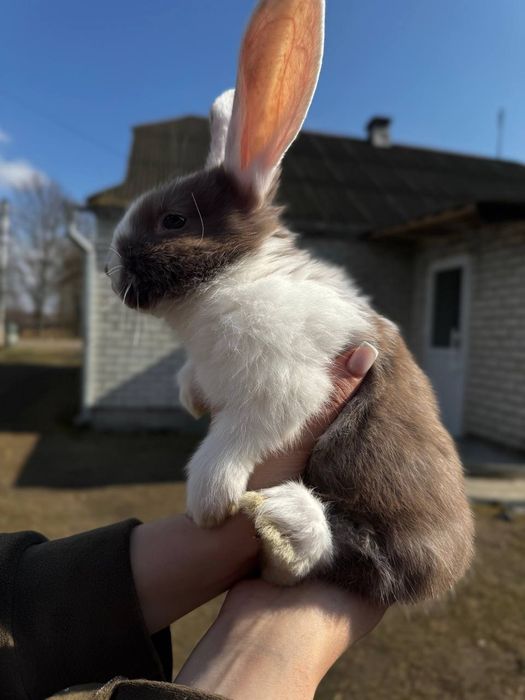 Продам молоді кролики різних порід