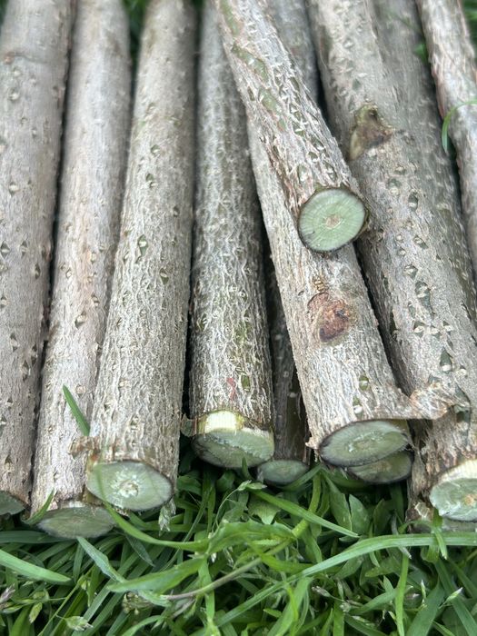 Gałązki leszczyny 500 g
