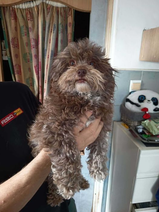 Maltipoo, cavapoo, mix, hybryda, piękna, mądra i wesoła suczka