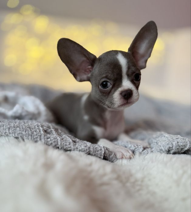 *Chihuahua* sunia Tola